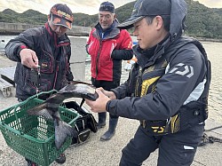 でかい石鯛！！細ハリスで釣りあげてます！！凄い！！