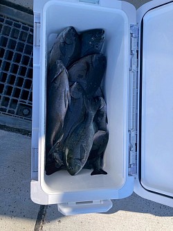 良型が釣れてますね！！　結果は如何ほどに！！